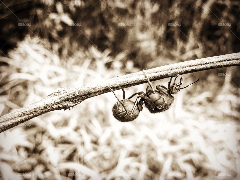 Go to the ant, you lazy one; Observe its ways and become wise.