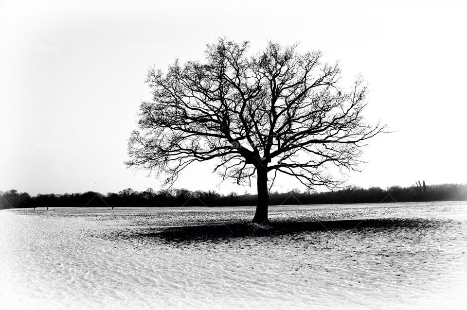 snow winter field tree by resnikoffdavid