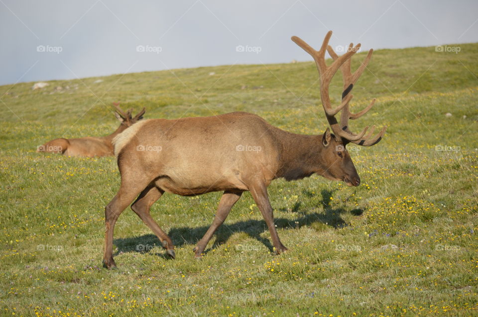 elk