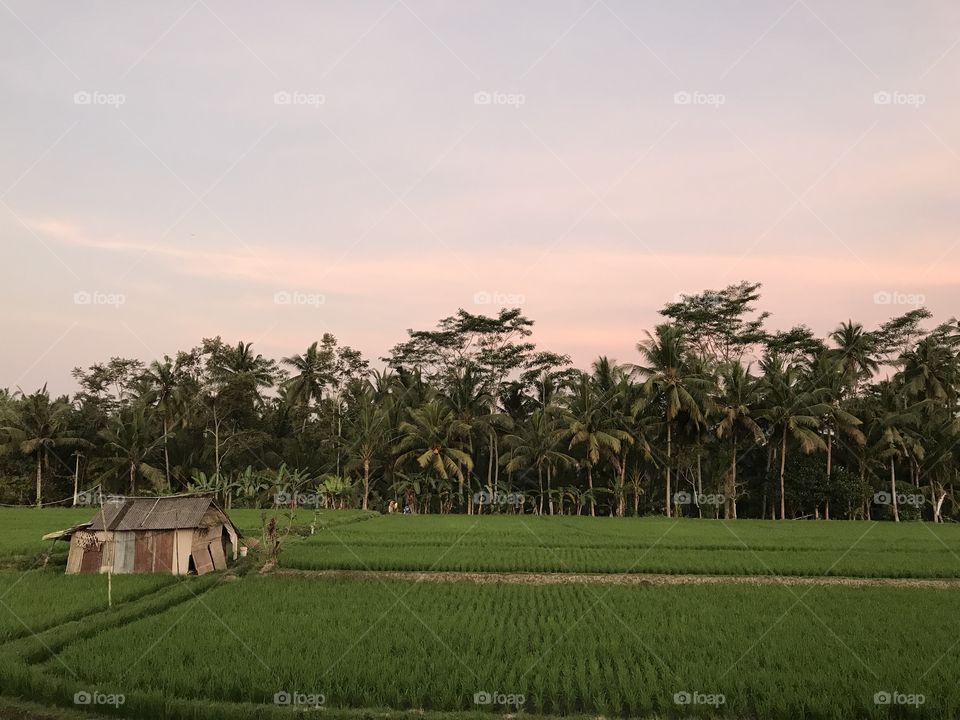 Ubud landscape rice fields