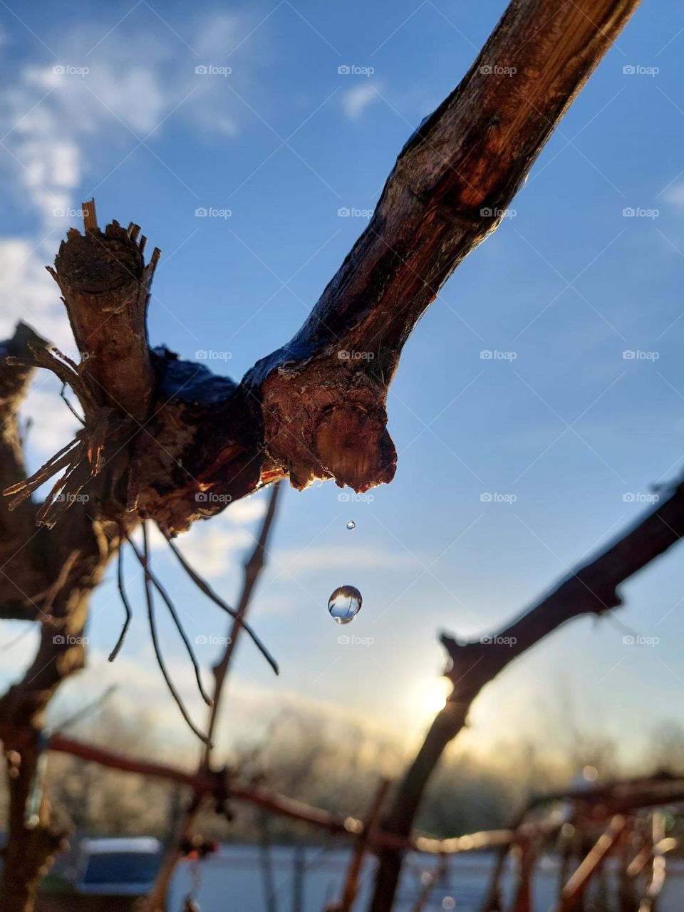 Vine eliminates excess water.