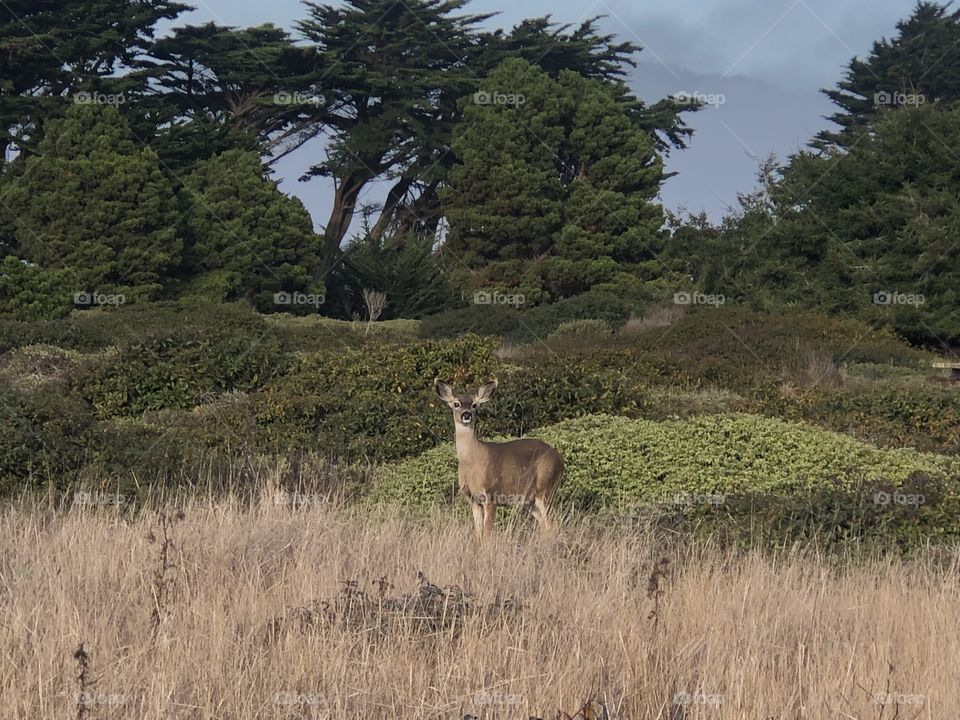 Deer in nature