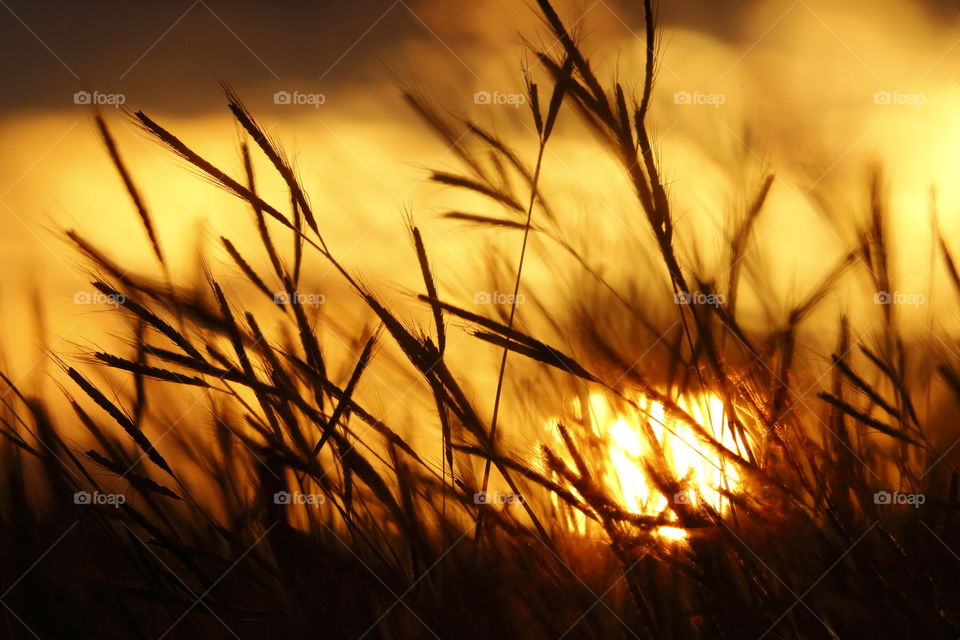 Sunset in the Field