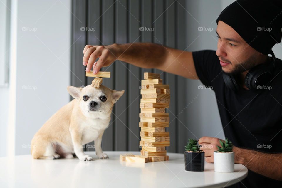 handsome guy with his dog friend, cute chihuahua, play janga game at home. the guys fold the pyramid, a structure made of wooden objects, bars. good time two friends. My best photo of the week