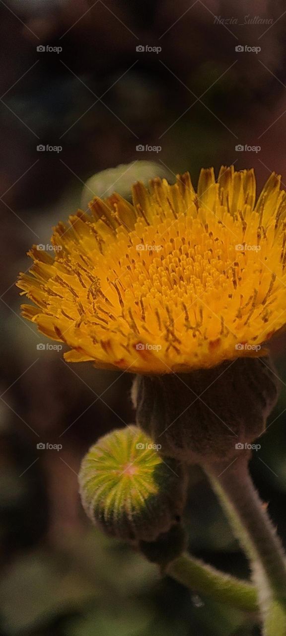 Blooming dandelion