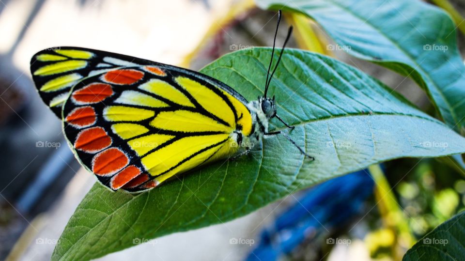 Beautiful Butterfly