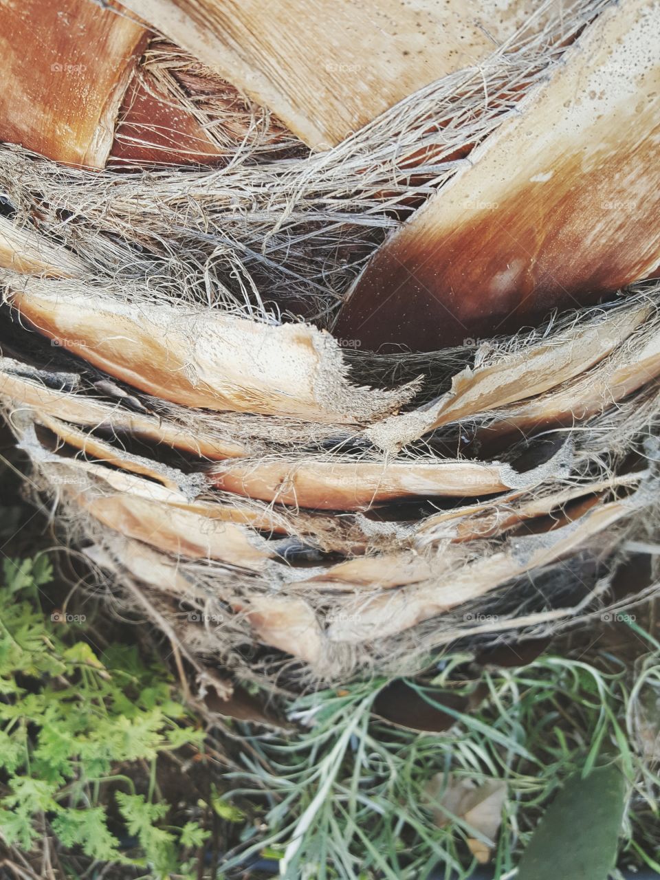 Nature, Food, No Person, Wood, Desktop