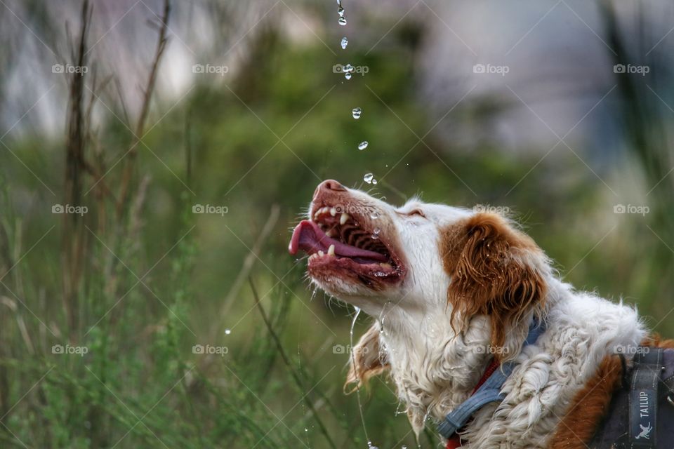 drinking dog