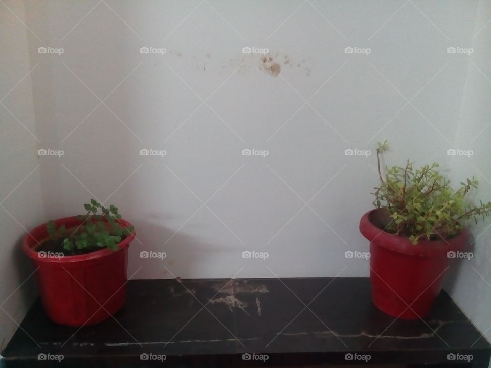plants decoration in a home