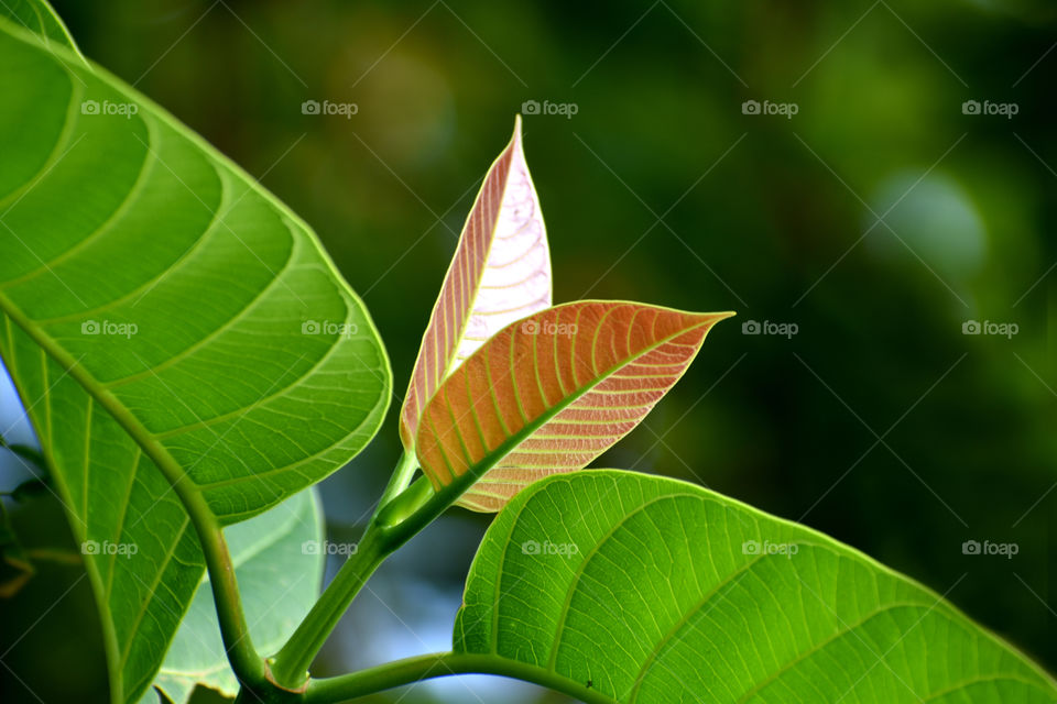 New spring with new sprouts