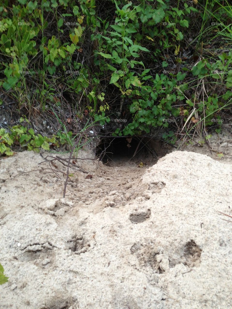 Gopher tortoise burrow