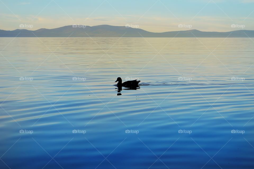 Silhouette of a duck at sunset on Lake Tahoe 