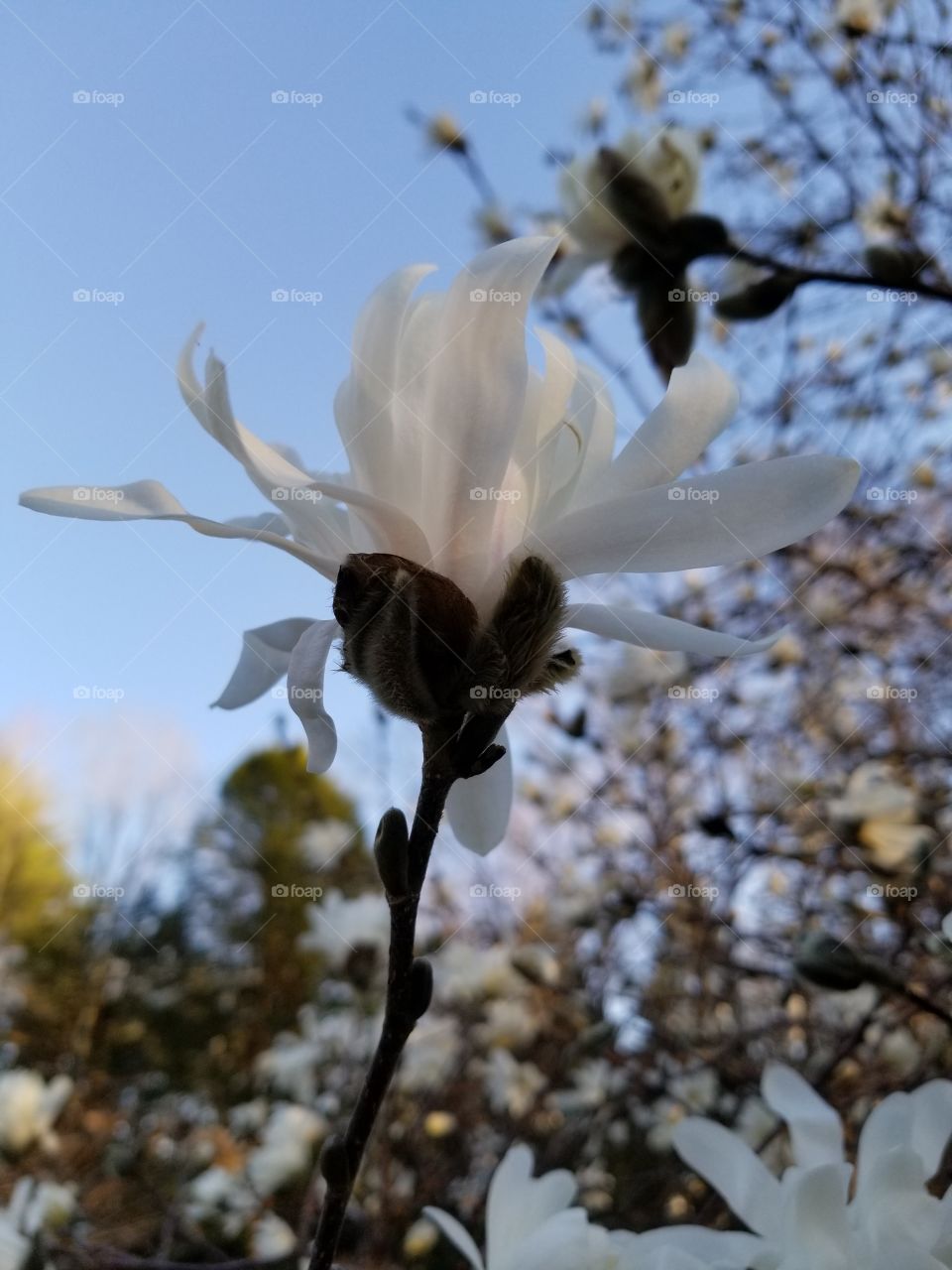 spring tree flower 1