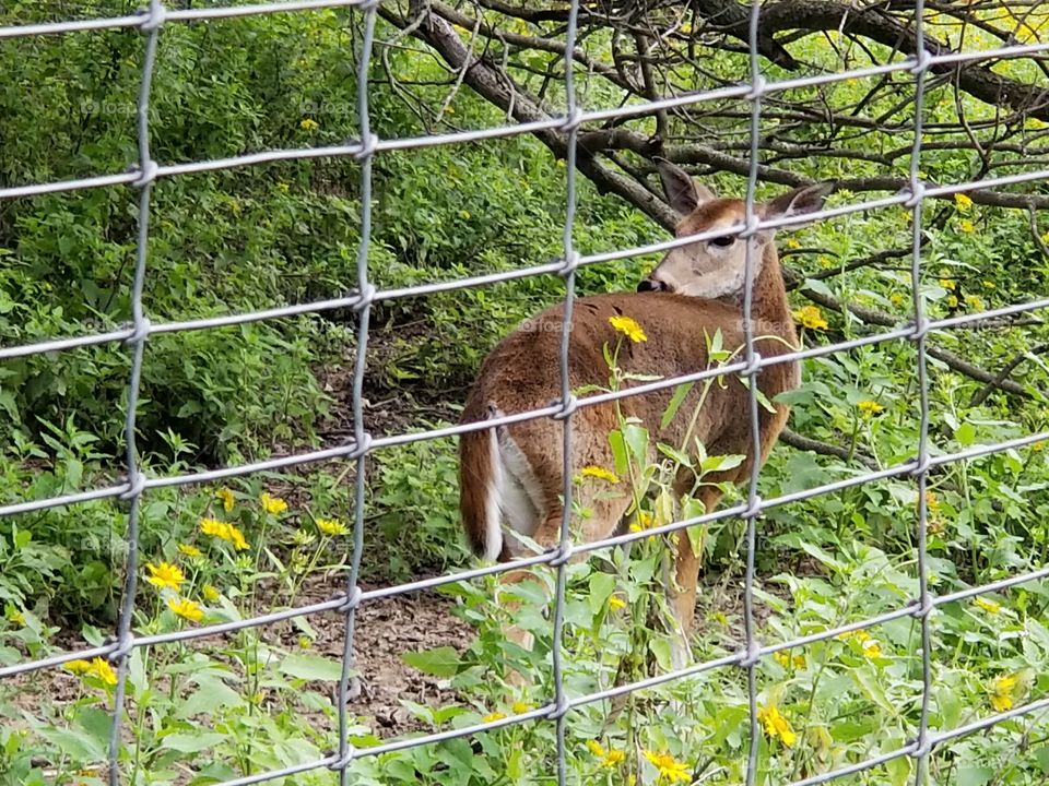 Deer behind fence