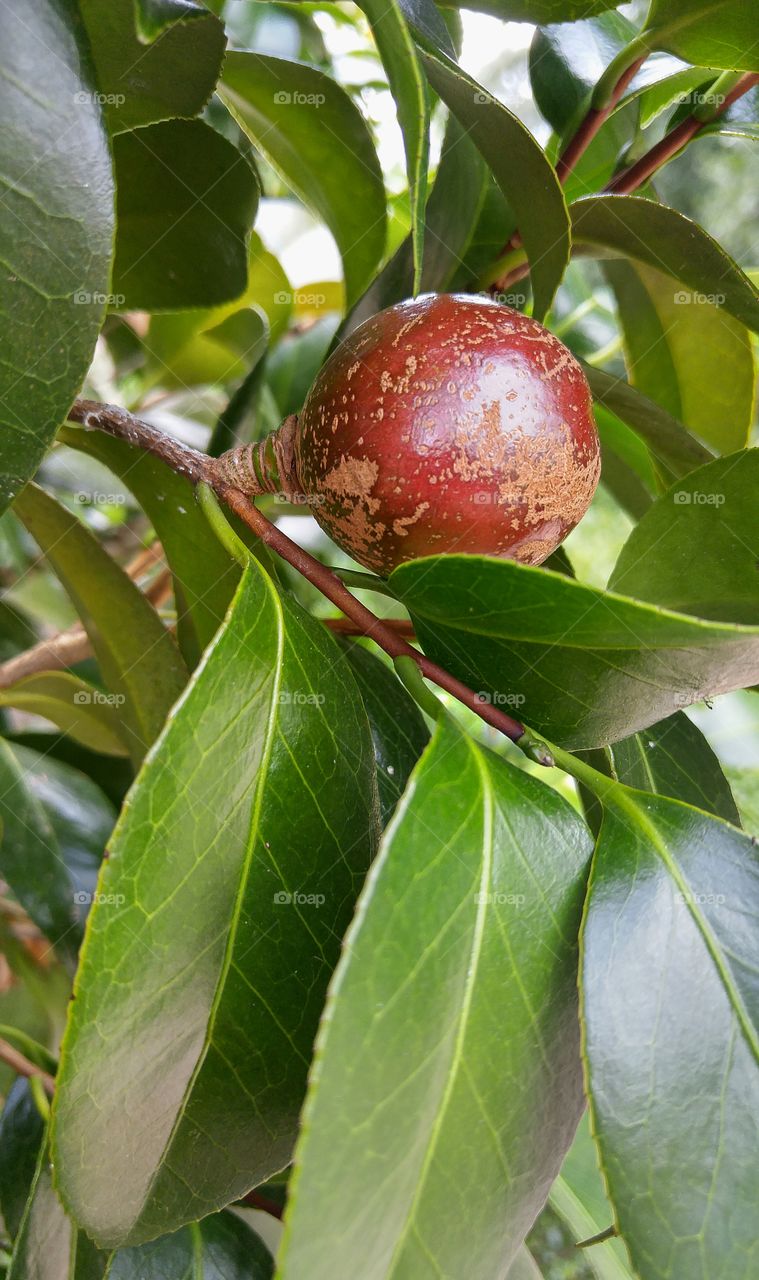 Japanese camillia bud