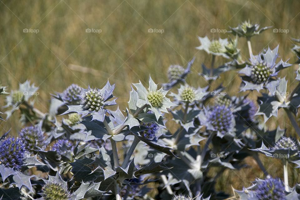 flowers in the garden