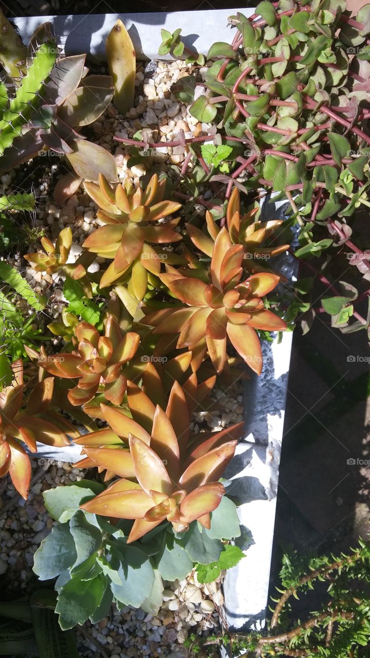 Sunburst Succulents