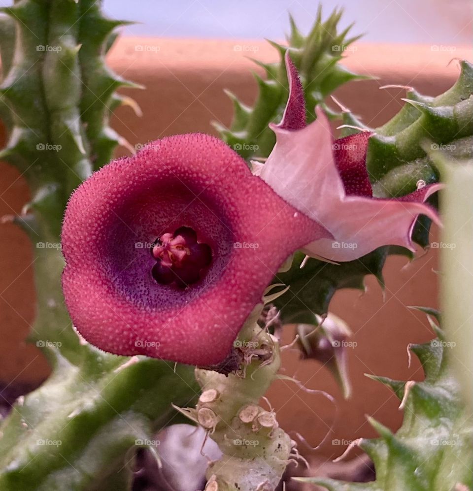 Huernia schneideriana 