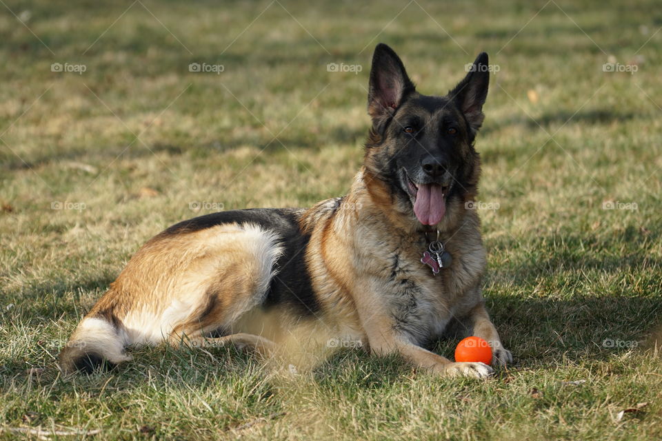 German Shepherd 