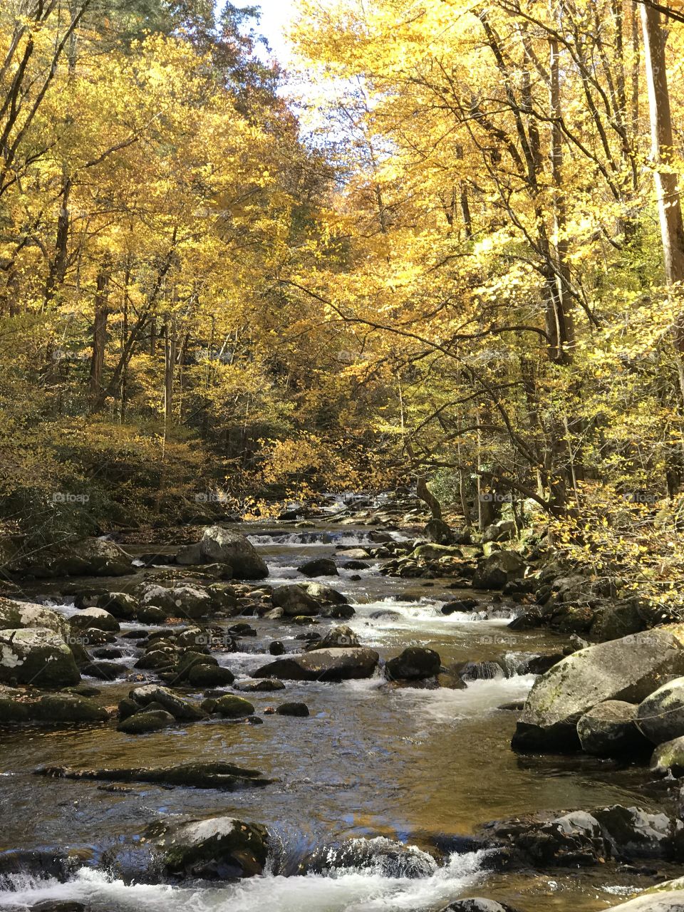 Fall leaves over mountain stream