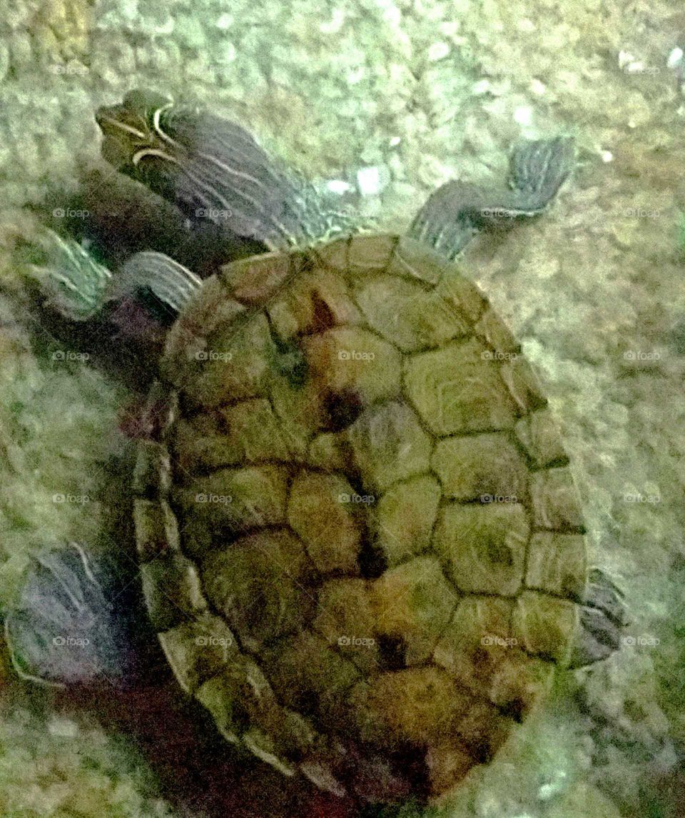 Mississippi Map turtle