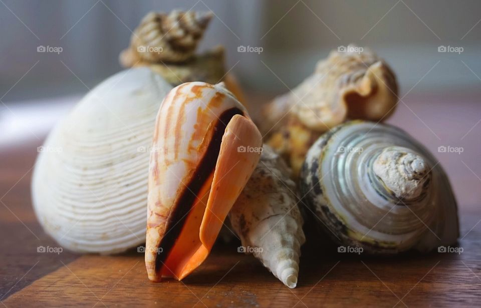 Seashell Small Grouping 