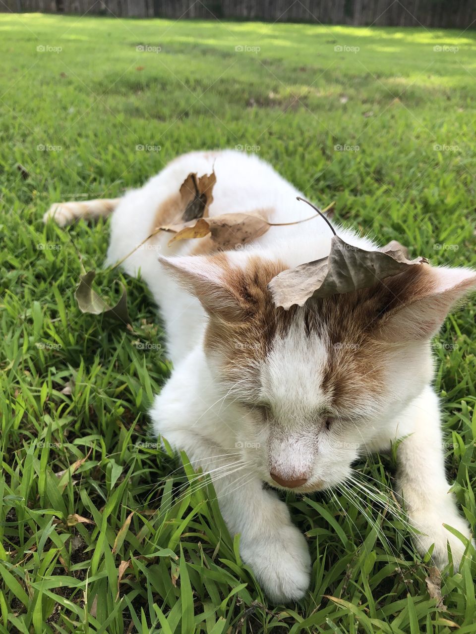 Kitty in leaves