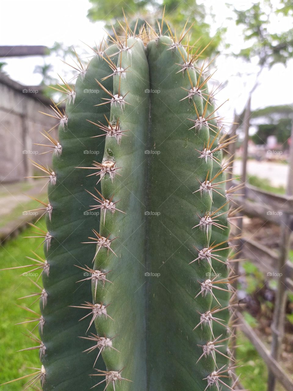 cactus is a gardening plant it looks good and beautiful