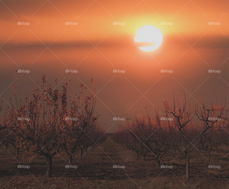 Peach gardens of Silistra region at dawn