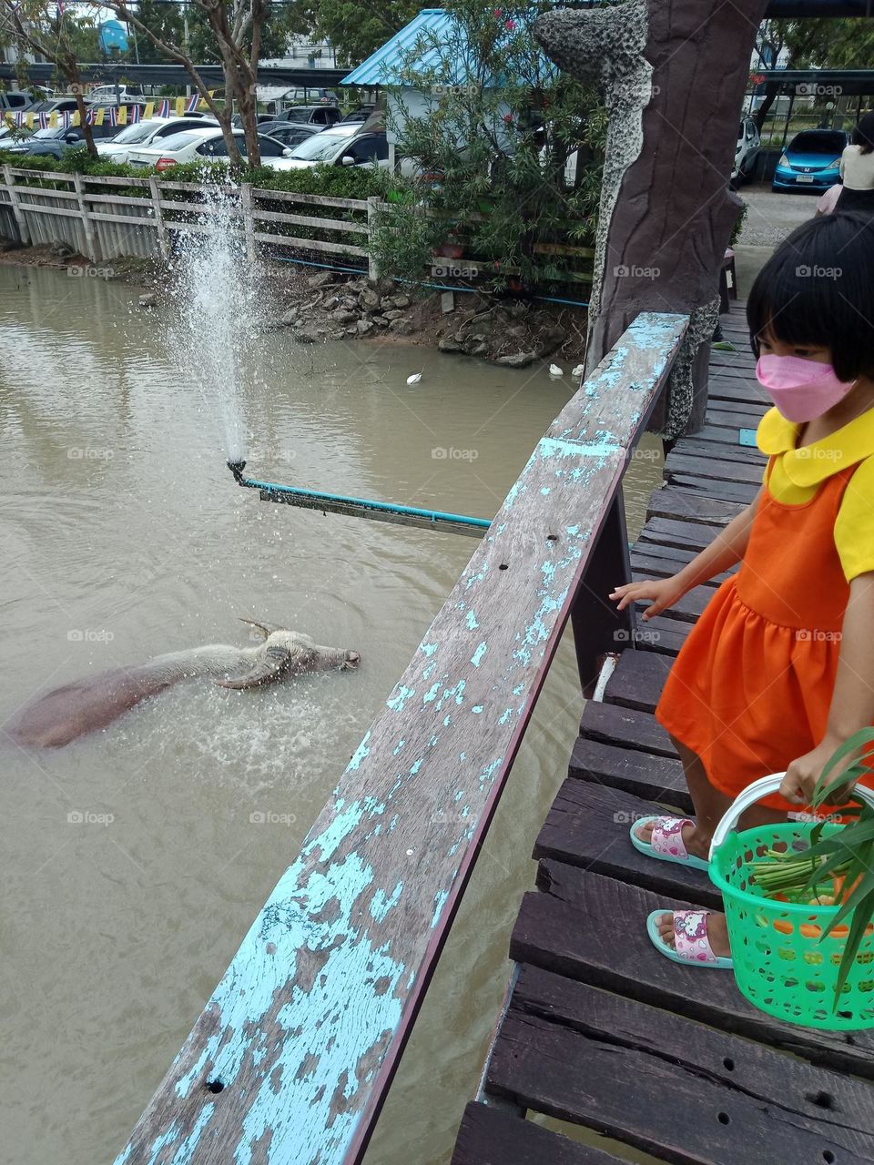 Water buffalo