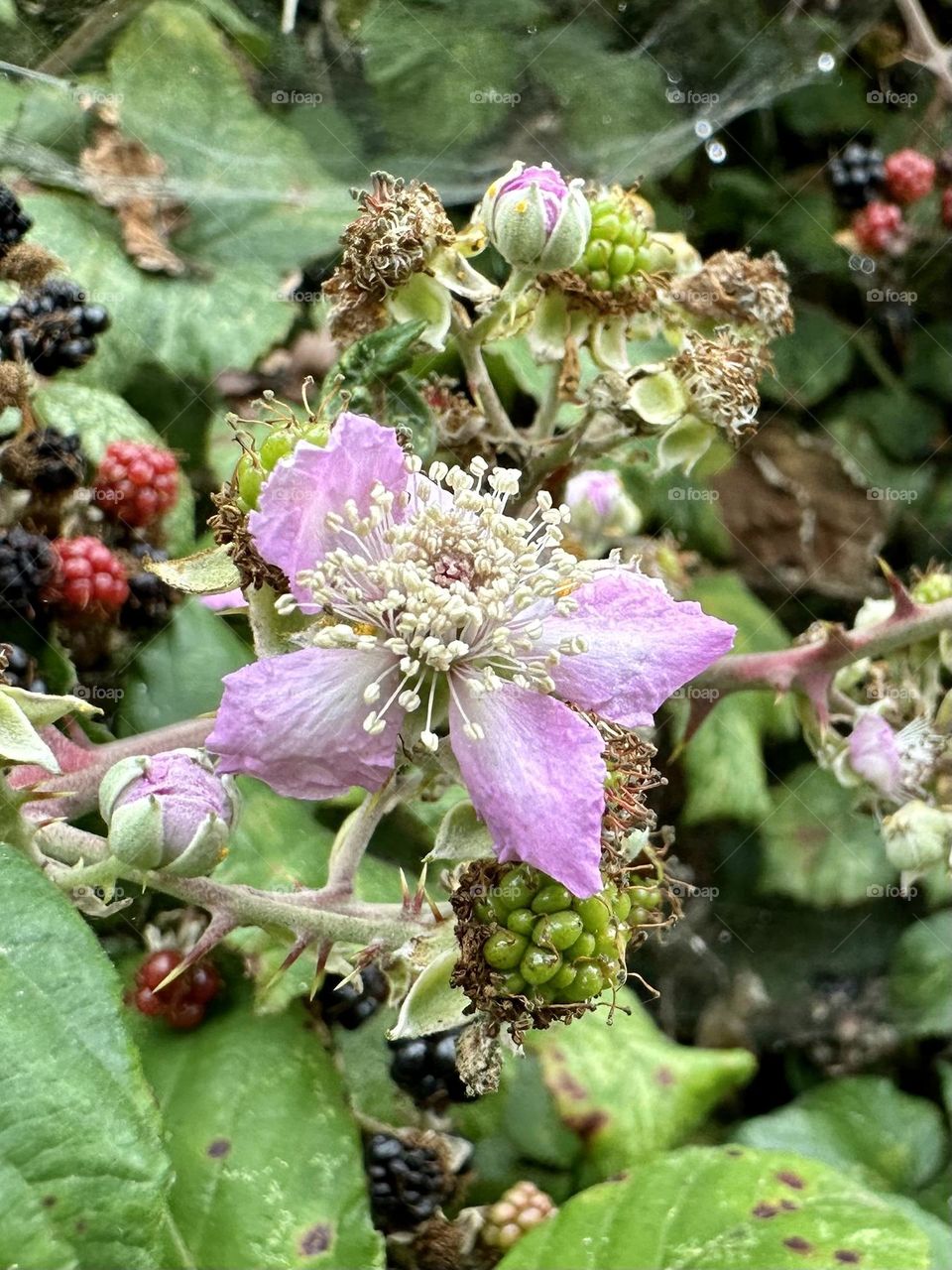 Wild elmleaf blackberry flower rubus plant flowering growing along Oxford canal in the English countryside Great Britain native plants petals stamens