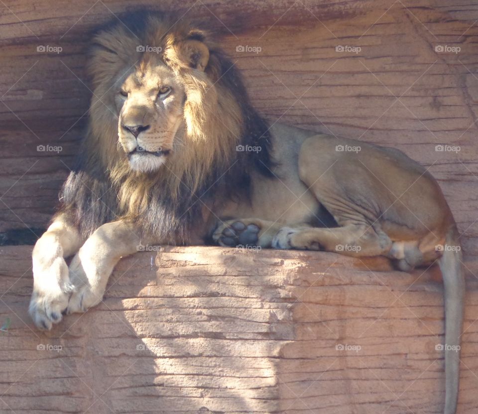 Lion. close shot of lion at rest