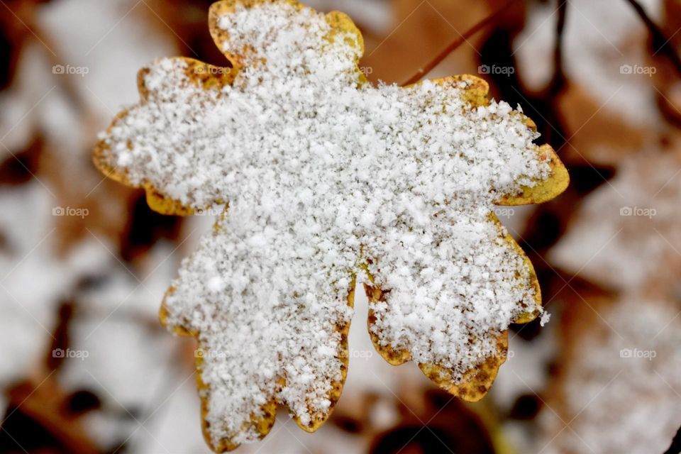 A yellow leaf covered in flakes of snow