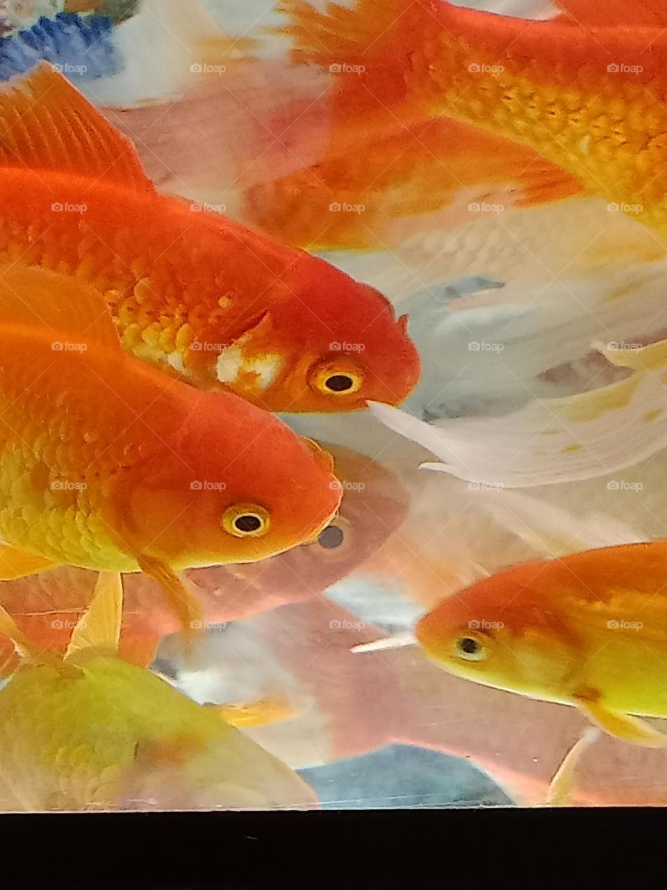 orange fish