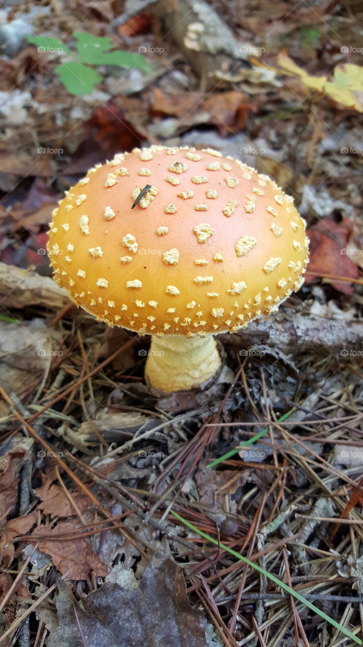 mushroom