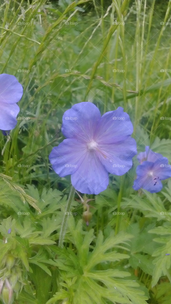 Nice blue flowers.
