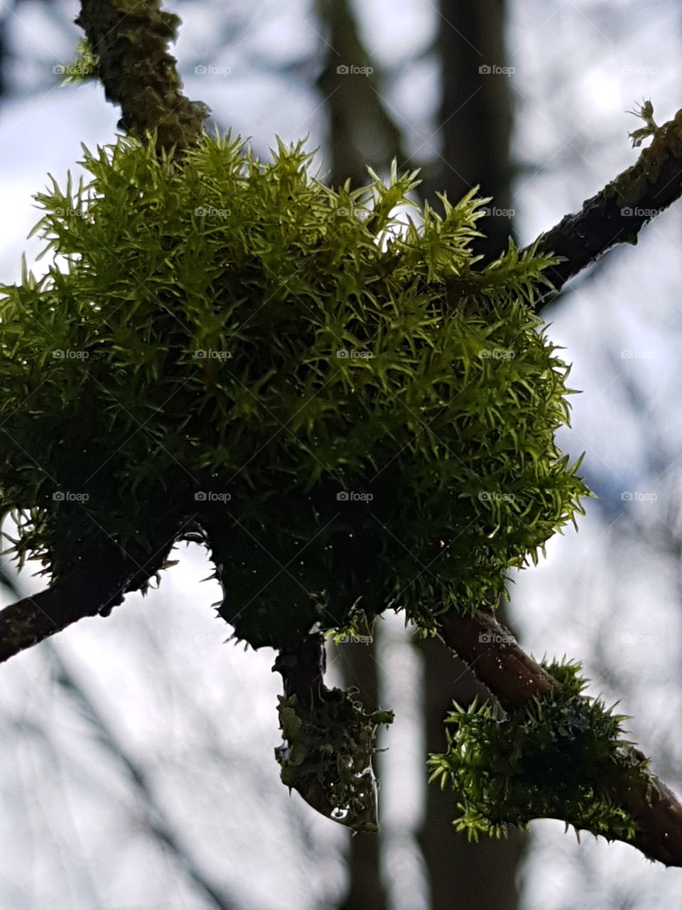 moss at tree