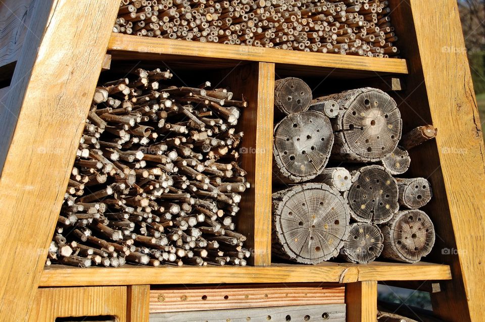 Close-up trunks of bees in nature 