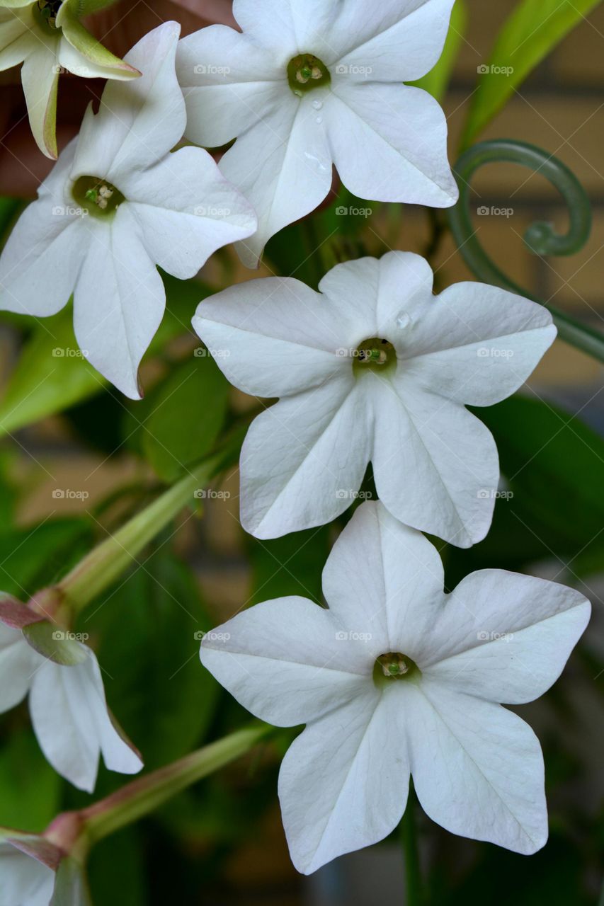 Nature, Flower, No Person, Flora, Leaf