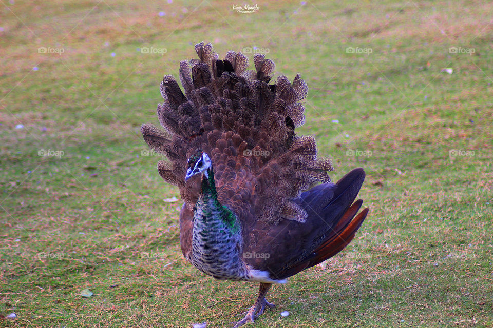 The Peacock