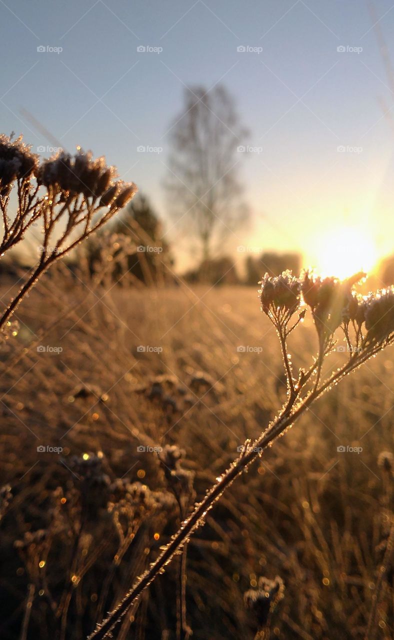 Magical time ❄️ Frosty ❄️ Nature ❄️