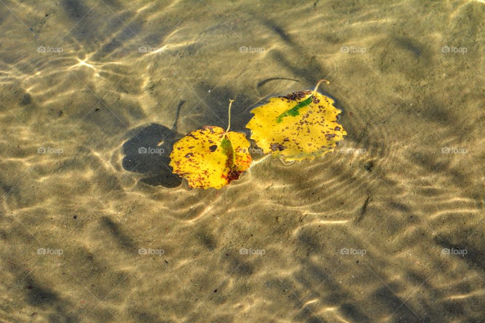 two autumn leaves in the solar light on a clear water lake