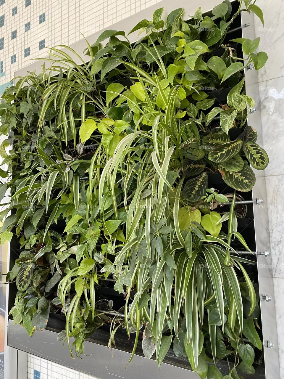 Plant wall
