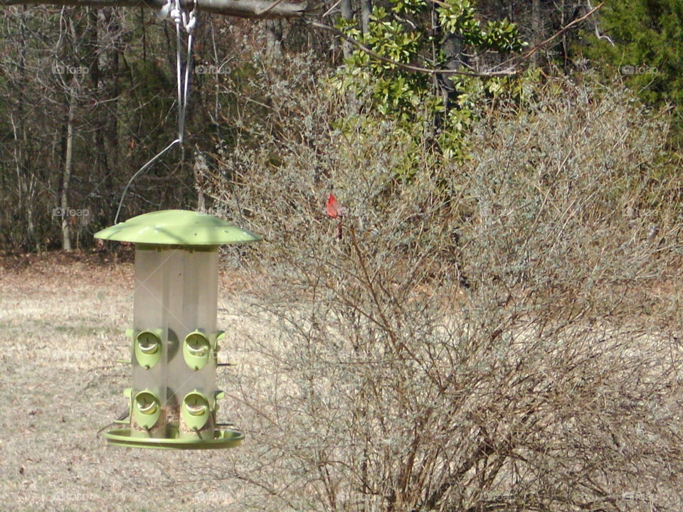 Tree, Garden, Nature, Wood, Birdhouse