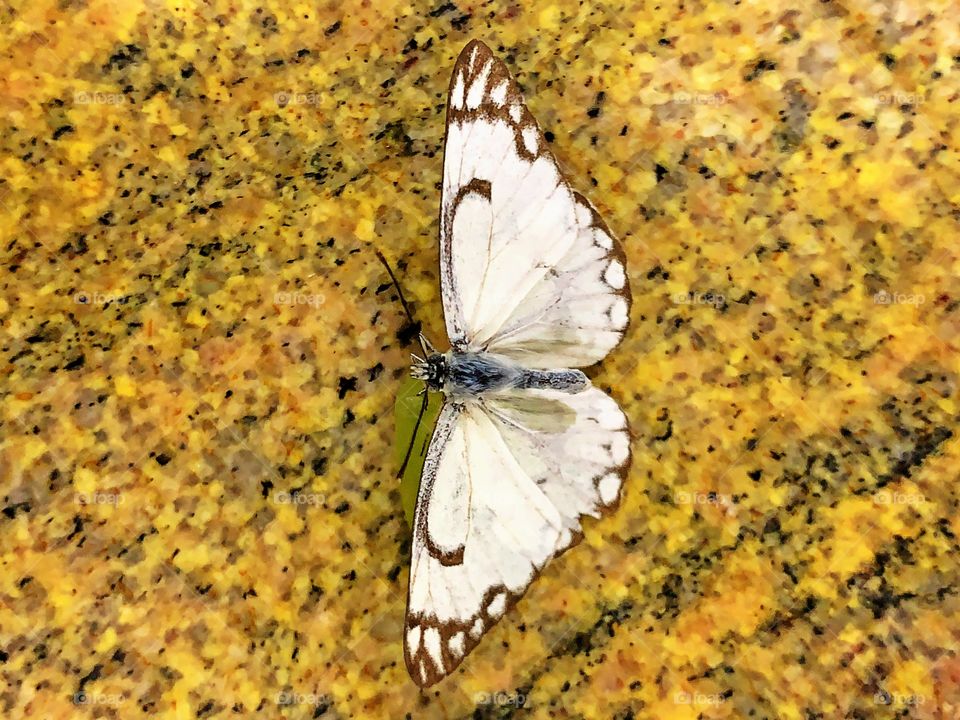 Butterfly on a grape