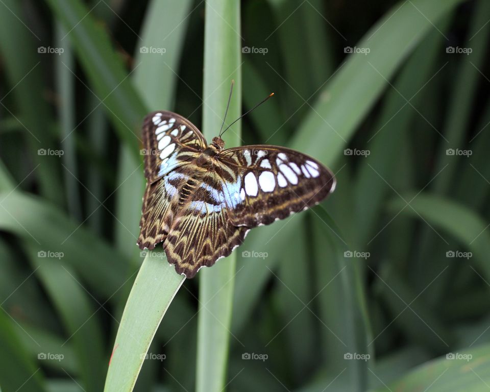 Beautiful butterflies 