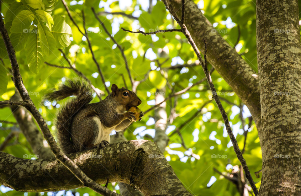 Close-up of a squirrel eating