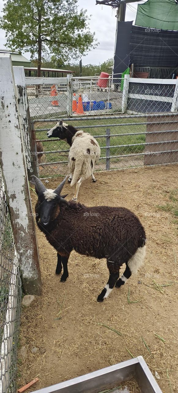 Sheep at Chulu Ranch in Beinan Township