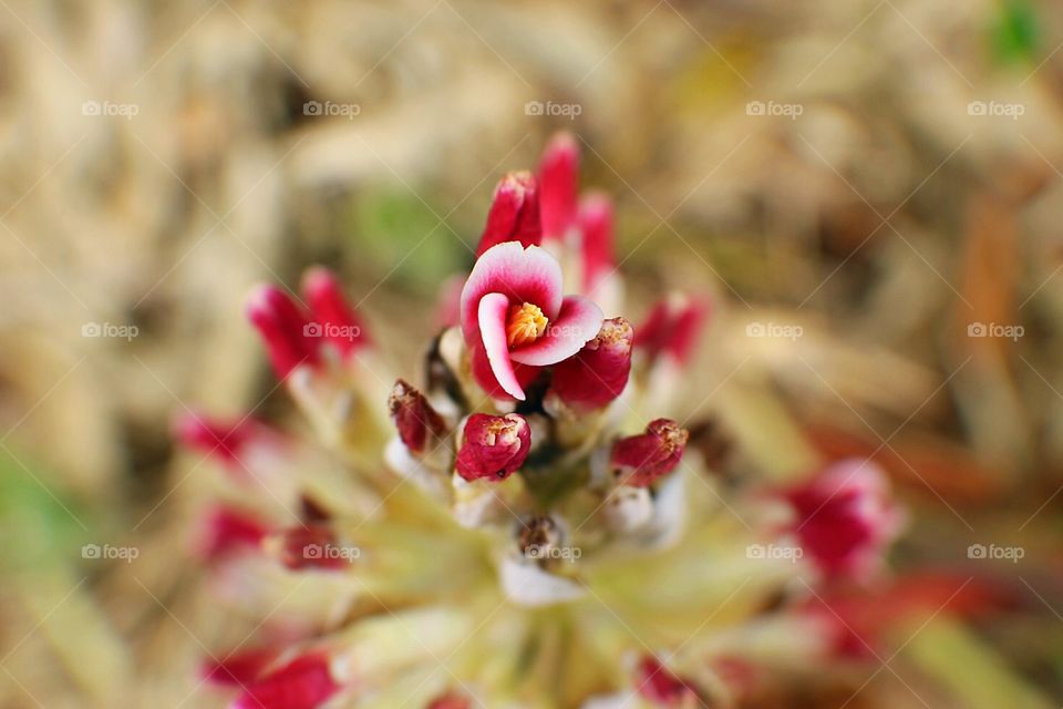 Pink Flowers