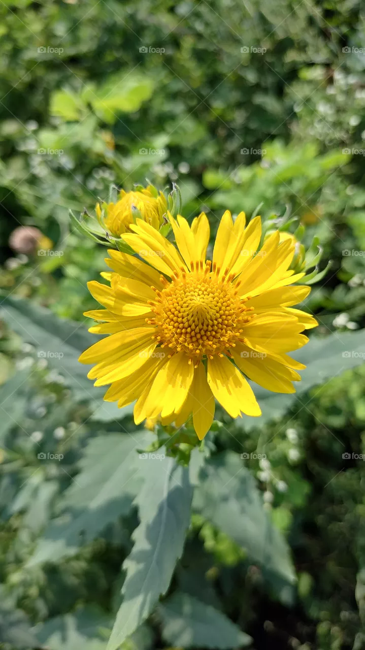 golden crownbeard,Verbesina encelioides is a flowering plant in the family Asteraceae. 